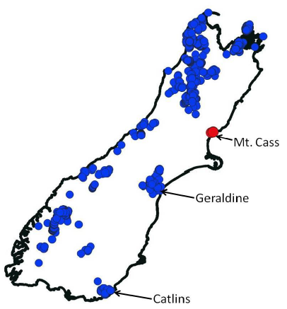 long-tailed bats in the South Island